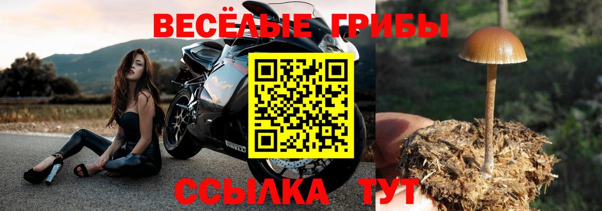 сколько стоит  Вход с VPN  Гуково  Псилоцибиновые грибы Psilocybine cubensis 